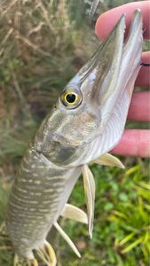 Northern Pike