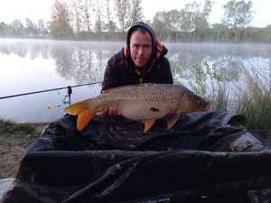 Common Carp