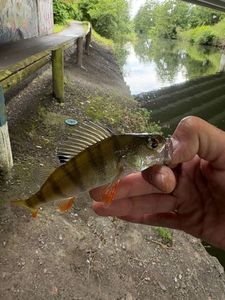European Perch