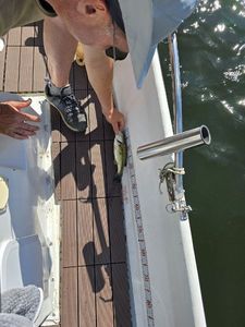 Largemouth Bass