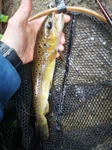 Brown Trout