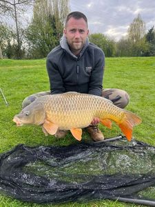 Common Carp