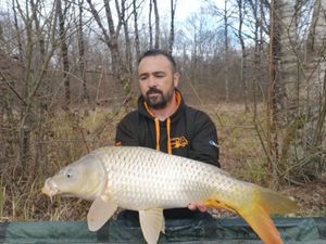 Common Carp