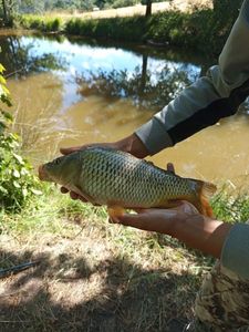 Common Carp