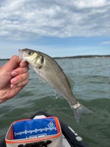European Bass (Seabass)