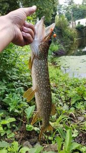 Northern Pike