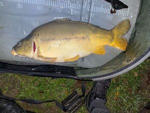Mirror Carp