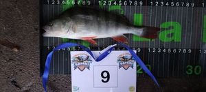 European Perch
