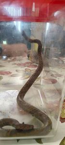Serpent 
