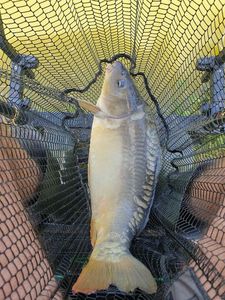 Mirror Carp