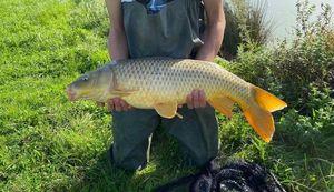 Common Carp