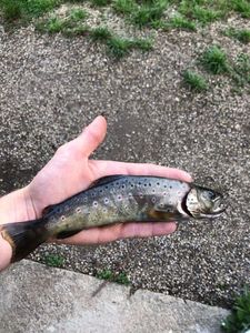 Brown Trout
