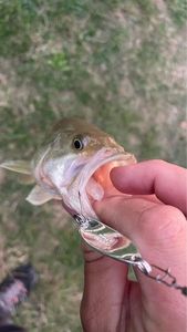 Largemouth Bass