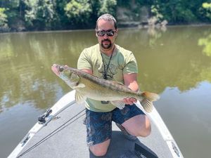 Zander
