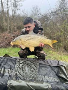 Common Carp
