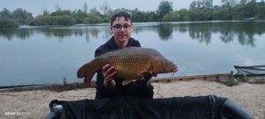 Common Carp