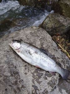 Rainbow Trout