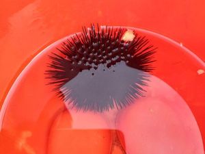Rock Sea Urchin