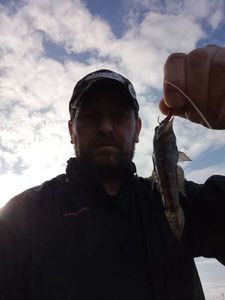 Giant Goby