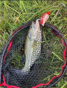 Largemouth Bass