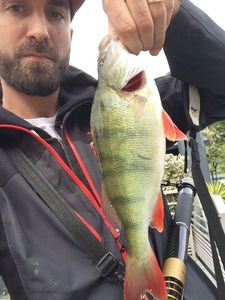 European Perch