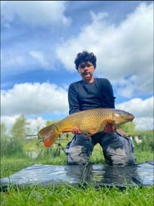 Common Carp