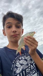 Common Carp