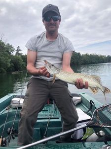 Chain Pickerel