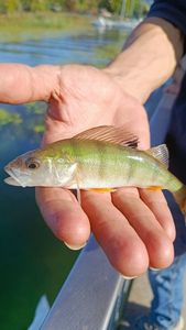 European Perch