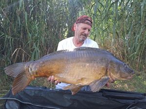 Mirror Carp