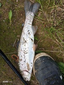 Rainbow Trout