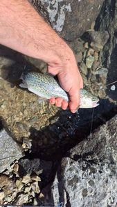 Rainbow Trout