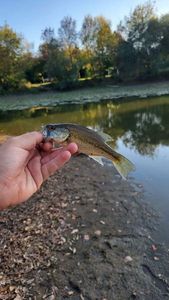 Largemouth Bass