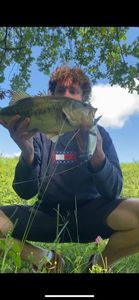 Largemouth Bass