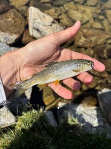 Brown Trout