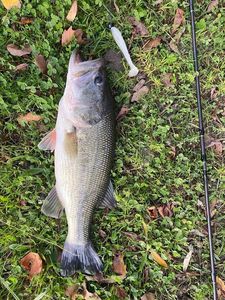 Largemouth Bass