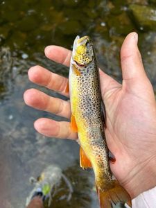 Brown Trout