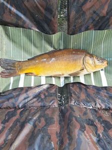 Mirror Carp