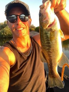 Largemouth Bass