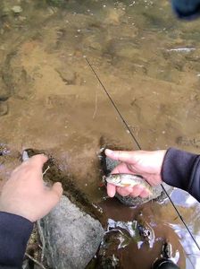 Brown Trout