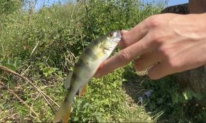 European Perch