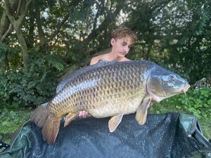 Common Carp