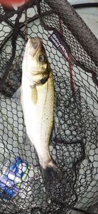 European Bass (Seabass)