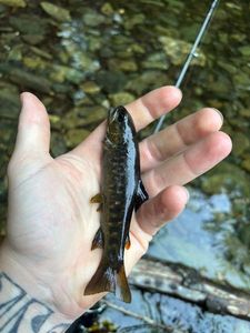 Brown Trout