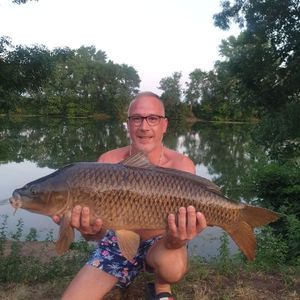 Common Carp