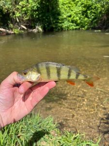 European Perch
