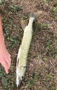 Northern Pike
