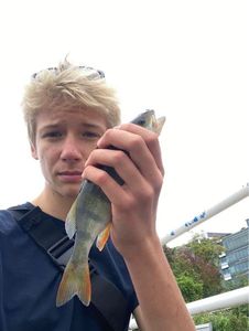 European Perch