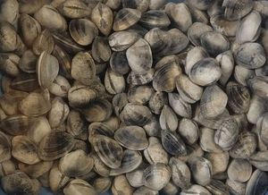 Manila Clam