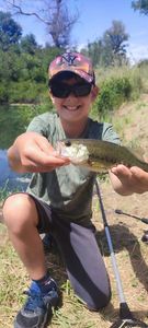 Largemouth Bass